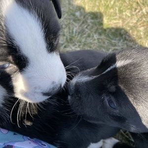 Meet your Posher, Dakota